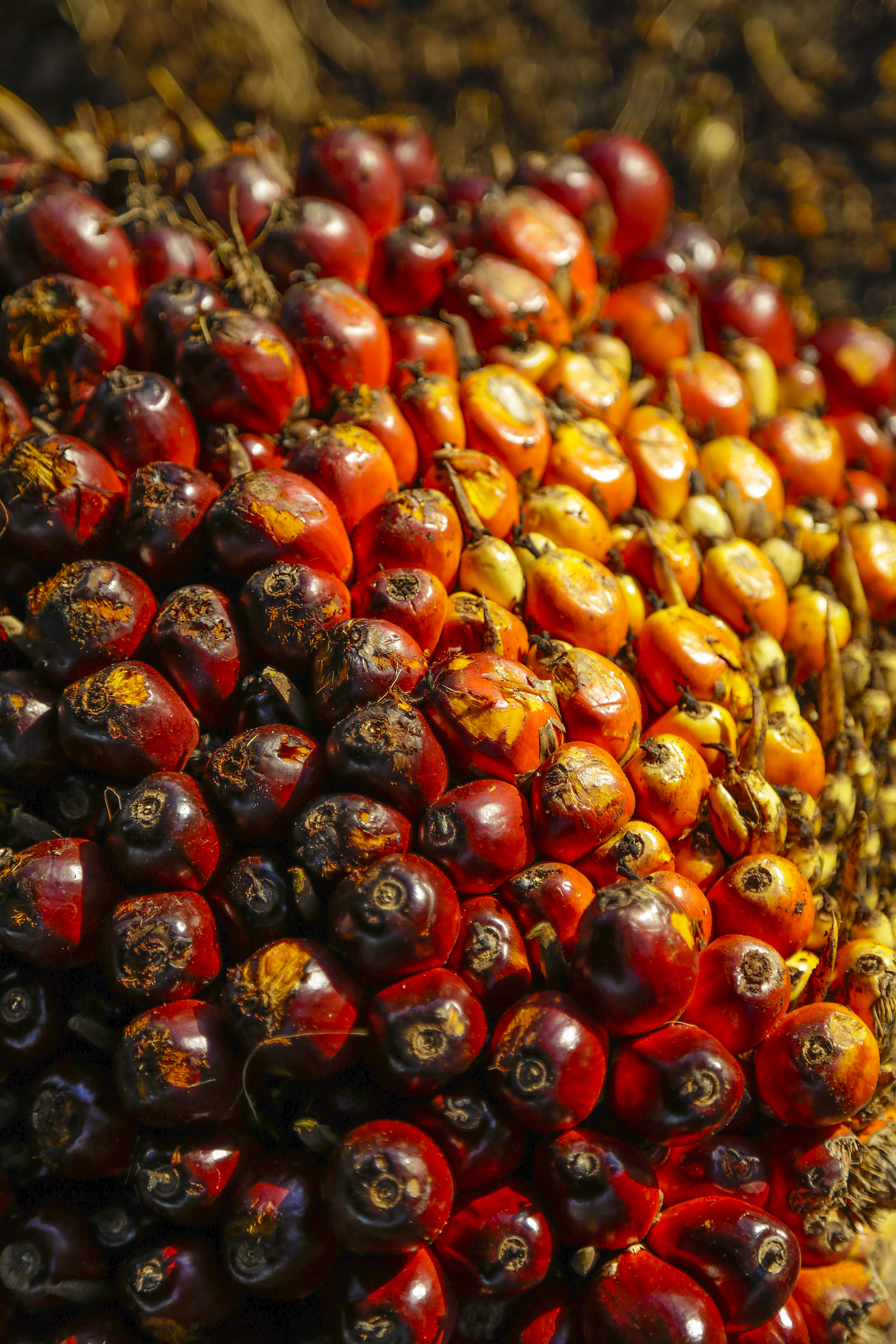 Palm Oil